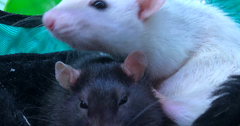 fanny pet sitter à ST MICHEL SUR ORGE 91240_3