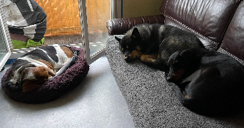 line pet sitter à GIF SUR YVETTE 91190_6