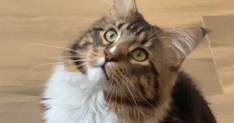 clara pet sitter à HALLENNES LEZ HAUBOURDIN 59320_2