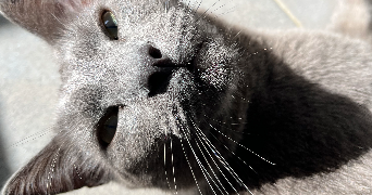 amadea pet sitter à ALBI 81000_3