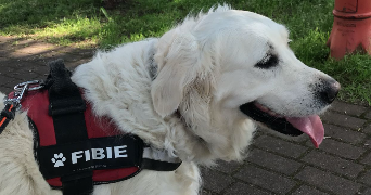 leyla pet sitter à SARRALBE 57430_3