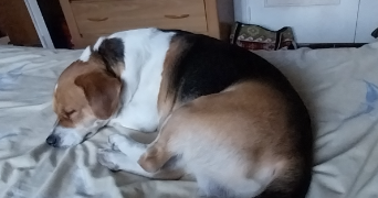 muriel  pet sitter à LA SAULCE 05110_9