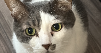 sarah pet sitter à CAEN 14000_1