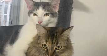 sarah taylan pet sitter à CLERMONT FERRAND 63000_3