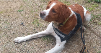 lucas pet sitter à L ARBRESLE 69210_1