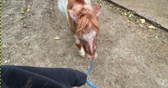 camille pet sitter à MONTLAUR 31450_2