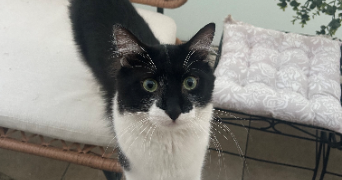 axelle pet sitter à LYON 06 69006_1