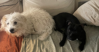 samantha pet sitter à MONTPELLIER 34070_5