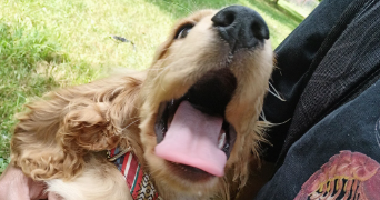 marie pet sitter à ST BERON 73520_1