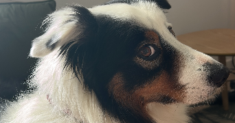 amandine pet sitter à ST GEORGES D ORQUES 34680_8