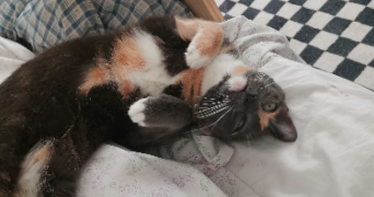 jade pet sitter à ROUEN 76000_2