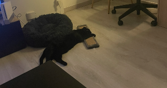 manon pet sitter à VILLEURBANNE 69100_3