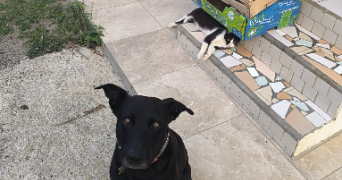 mathilde pet sitter à CHAMBERY 73000_4