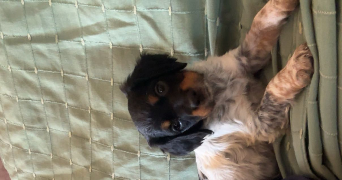 carla pet sitter à NICE 06000_3