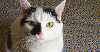 lorène pet sitter à Lyon 69008_2