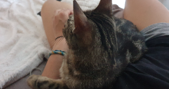 alicia pet sitter à PARIS 13 75013_1