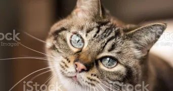 cayre pet sitter à ANNECY 74000