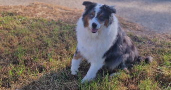 léone  pet sitter à MIRECOURT 88500_0