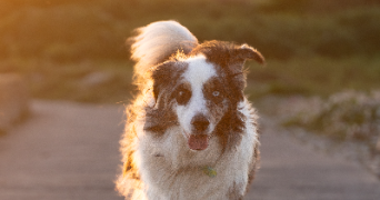 maïwenn pet sitter à BRECH 56400_3