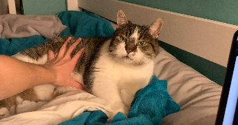 aurelia pet sitter à HERBLAY SUR SEINE 95220_1