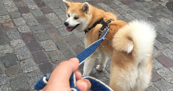 zoé pet sitter à PARIS 10 75010_2