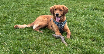 léa pet sitter à DUNKERQUE 59430_1