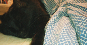 aglaée pet sitter à PARIS 08 75008_2