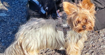 jean pierre pet sitter à PIBRAC 31820_9