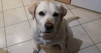 léonore pet sitter à SECLIN 59113_5