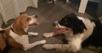 sarah pet sitter à NANTES 44000_1