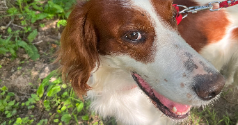 louna pet sitter à BAYONNE 64100_4