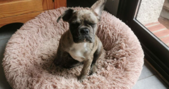 ophélie pet sitter à LA ROCHE SUR YON 85000_5