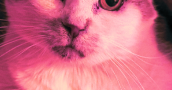 maryline pet sitter à ST PRIEST 69800_1