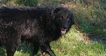 tristan pet sitter à POMPIGNAC 33370_6