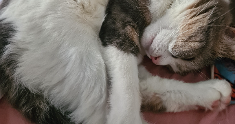 victoria pet sitter à Rosny sous bois 93110_1