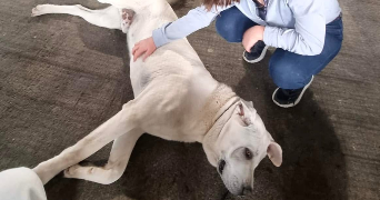 helena pet sitter à NOGENT LE ROTROU 28400_3