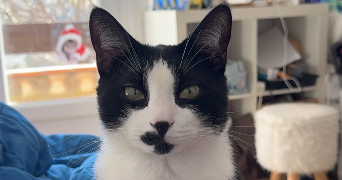 mailys pet sitter à PERTUIS 84120_1