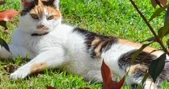 joëlle pet sitter à VIGNY 95450_4