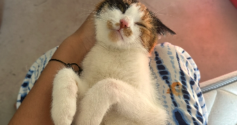 kholoud pet sitter à AUXERRE 89000_1