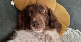 cléa pet sitter à BEAUMONT LOUESTAULT 37360_4