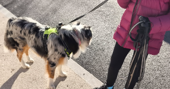 neila pet sitter à CASTELNAU LE LEZ 34170_7