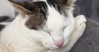 xheni pet sitter à CHAVILLE 92370_1