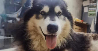 anthéa pet sitter à MARMANDE 47200_1