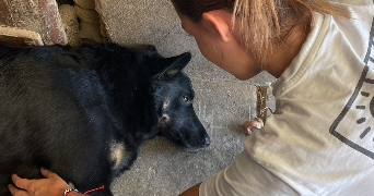 clara pet sitter à AMIENS 80000_5
