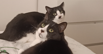 vincent pet sitter à CHARTRES 28000_1