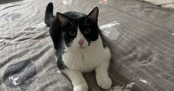 clemence pet sitter à AGEN 47000_2