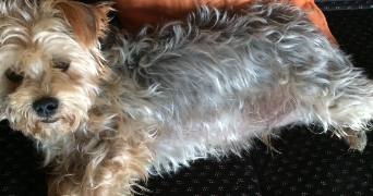 annabelle pet sitter à ST GEOIRE EN VALDAINE 38620_6