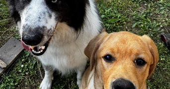 anaïs pet sitter à TOULOUSE 31300_6