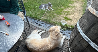 fanny pet sitter à VILLARD BONNOT 38190_4