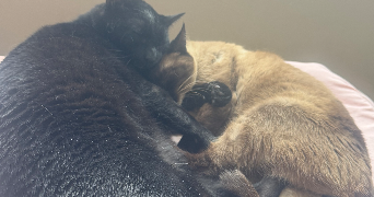 mélody pet sitter à LIMOGES 87100_2
